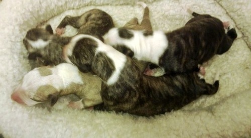 The 4 little girls, at 1 day old