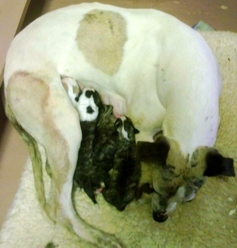 Mags with the puppies, 1 day old
