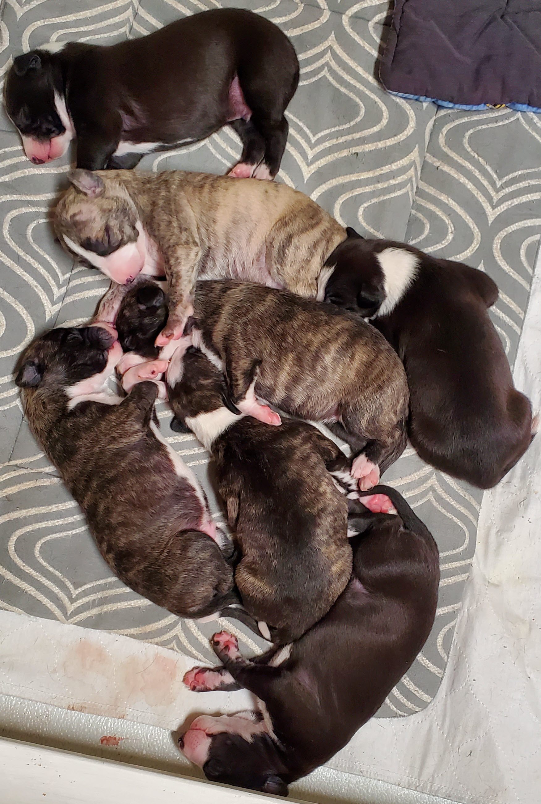 7 wild whippet puppies