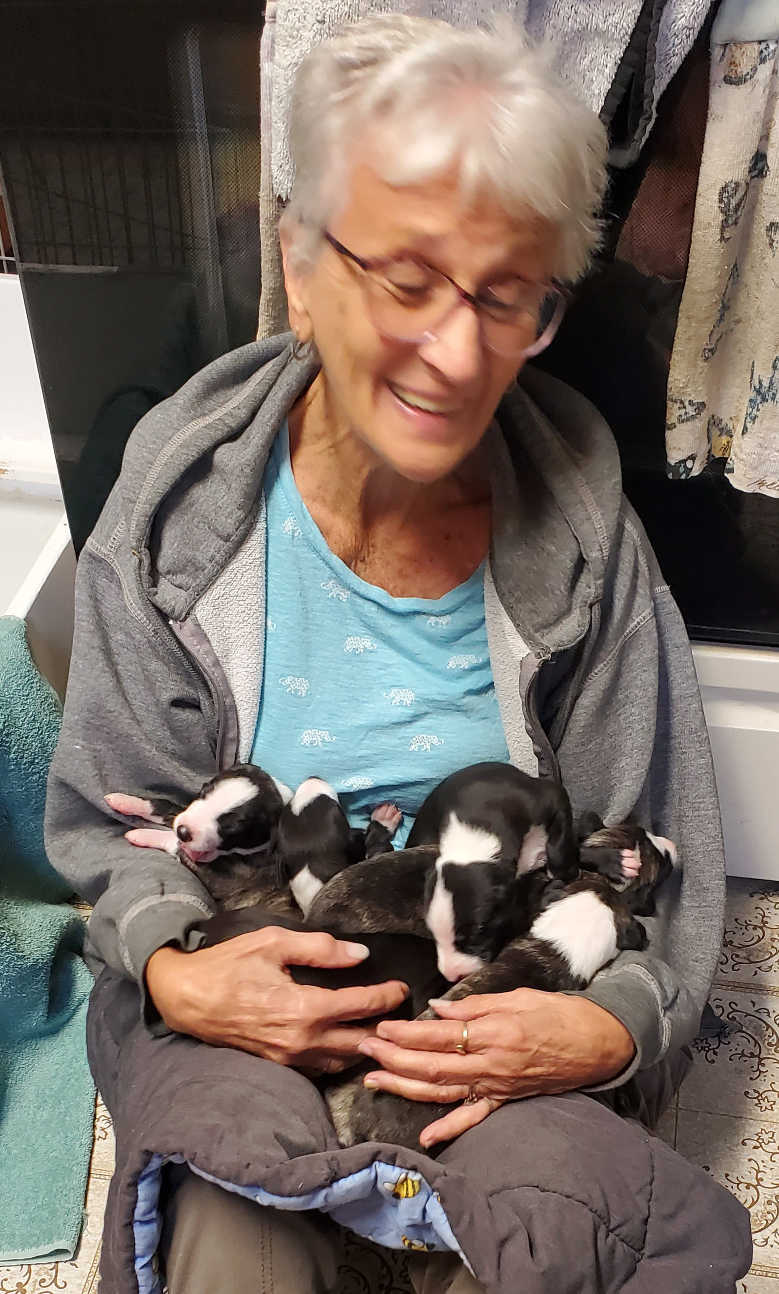 Mom and 7 wild whippet puppies