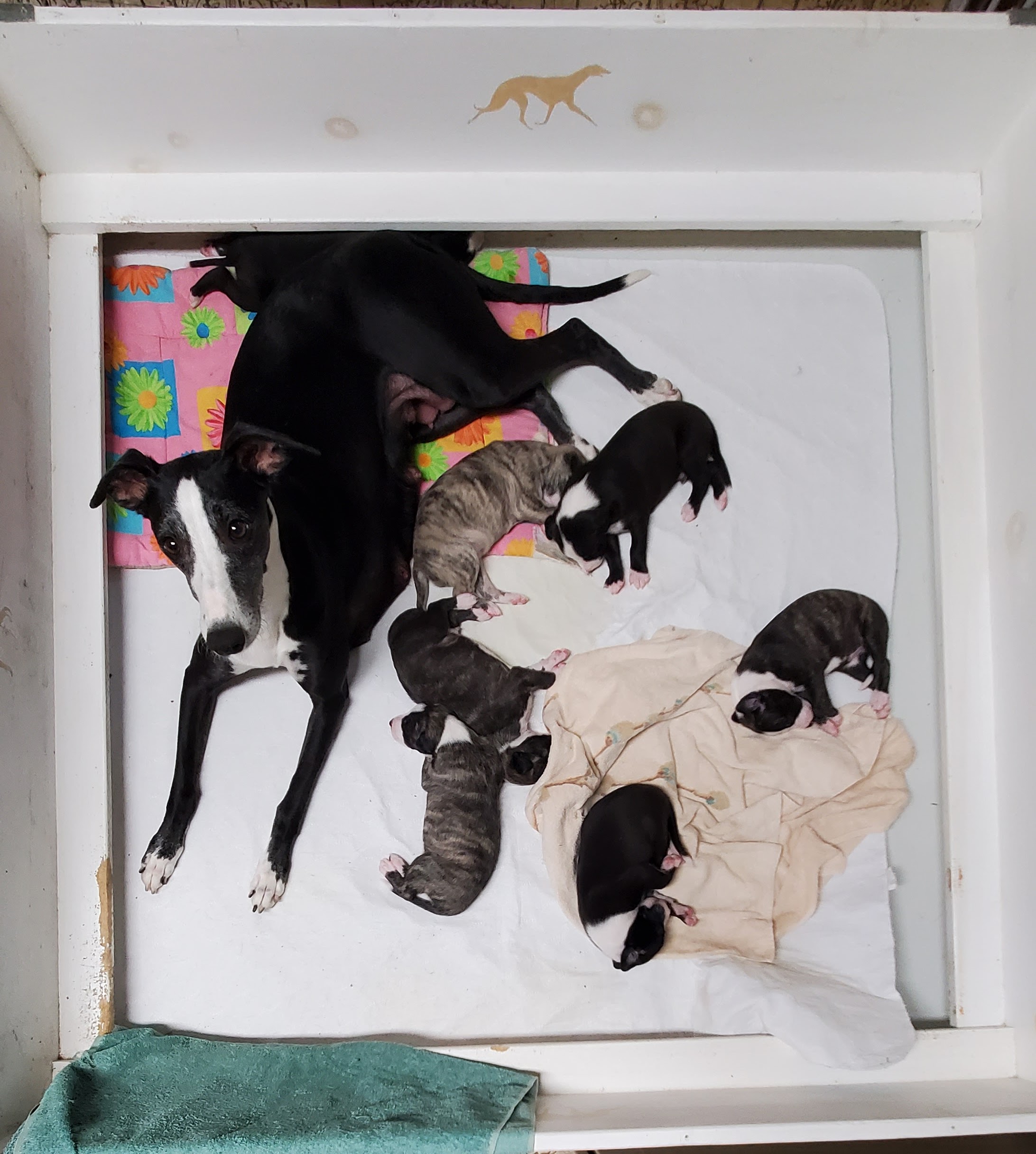 Momma Nero and her 7 wild whippet puppies