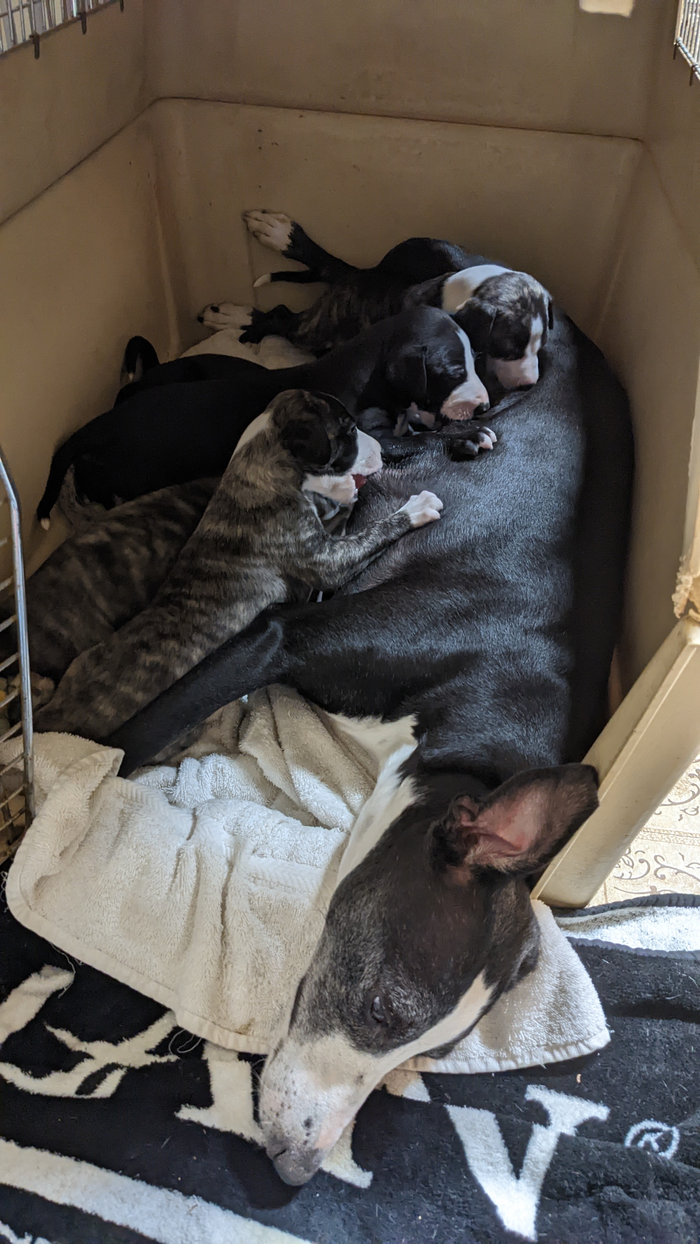 Momma and the puppies
