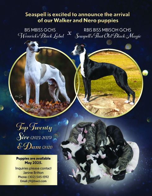 Nero and Walker Puppies 2025 - seapellwhippets.com